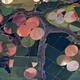 Satellite photos of farms in Brazil, Image: NASA’s Earth Observatory